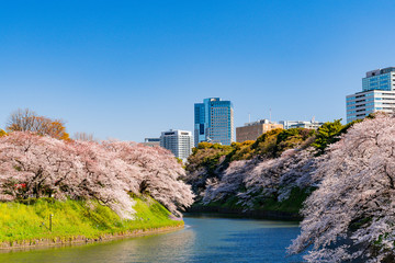 Fototapeta premium 満開のソメイヨシノの桜咲く千鳥ヶ淵