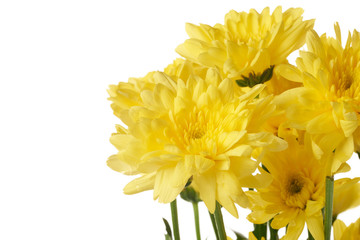 Chrysanthemums are colorful, easy to grow