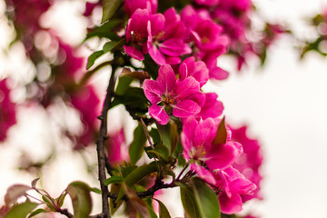 Fototapeta na wymiar Crabapple Tree Flowers in May