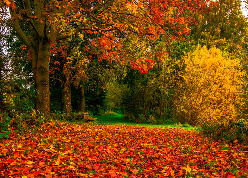 herbstbilder bl&auml;tter sonnenschein herbst