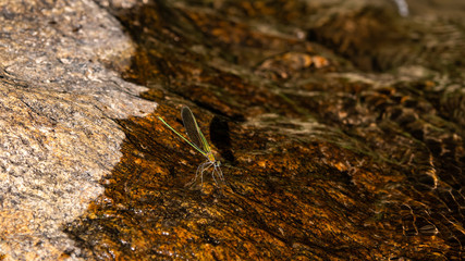 A little dragonfly is living near the water's edge