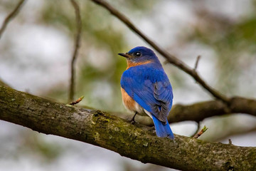 Bluebird portrait close up in spring time