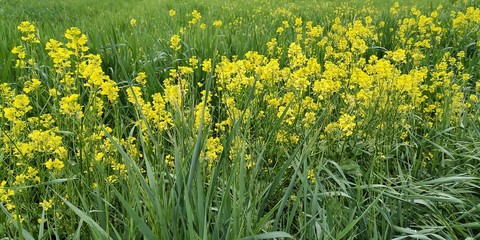 field of dandelions