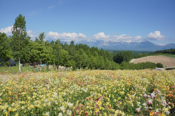 Aquilegia , granny's bonnet, columbine field with colorful flowers under the blue sky . Bunch of...
