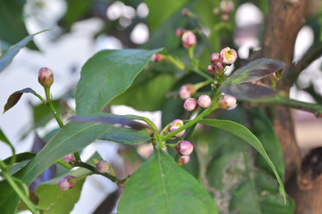 レモンの花の蕾
