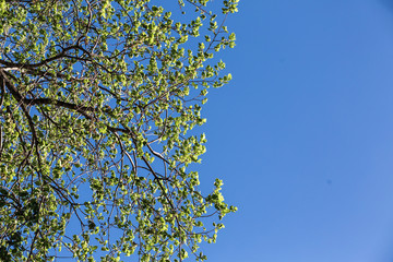 Photo of fresh spring greenery against a beautiful blue sky. Branches of a tree and young green leaves, bottom view.