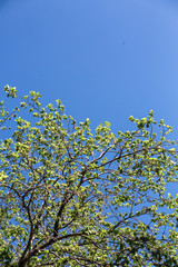 Photo of fresh spring greenery against a beautiful blue sky. Branches of a tree and young green leaves, bottom view.