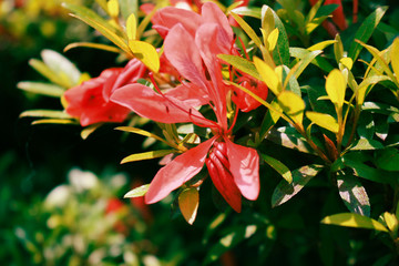 red azalea