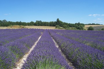 Plakat Close-up Of Lavender Growing On Field Against Blue Sky