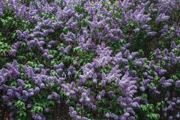 Obraz premium Photo of a blooming lilac. The crown of a large flowering tree.