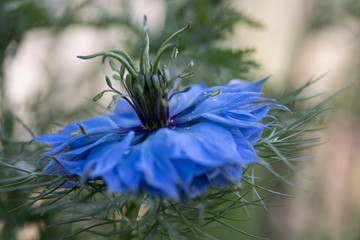 Damaszener Schwarzk&uuml;mmel