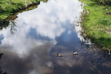 Photo of two ducks swimming in the water. Birds are floating on the river. Beautiful summer landscape of a reservoir and coast.