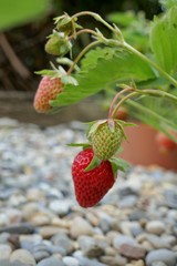 Strawberry berry. Strawberry bushes in the garden with green and ripe red berries close-up. Summer berries. Strawberry harvest.Gardening and Clean Organic Farming Concept