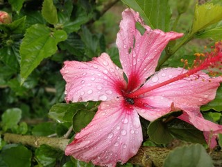 Una hermosa flor levemente tocada por el rocío de la mañana