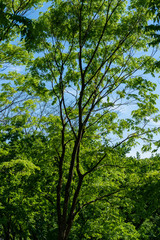 Fototapeta premium 新緑の森