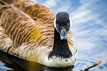 Close up portrait of canadian goose in the wild