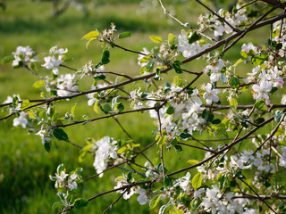 white flowers on blooming apple trees in the garden