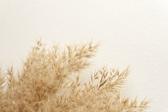 picture Aesthetic Pastel Color Pampas Grass Wallpaper https stock adobe com images dried natural pampas grass on white surface flat lay background boho minimalism low depth of field 351792787 start checkout 1 content id 351792787