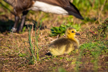 Cute baby canadian gosling birds in the wild at spring