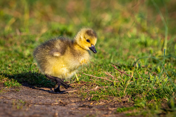 Cute baby canadian gosling birds in the wild at spring