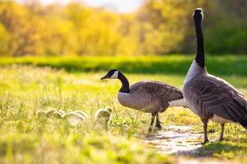 Cute baby canadian gosling birds in the wild at spring