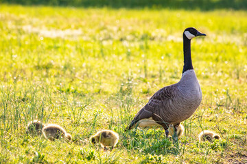 Cute baby canadian gosling birds in the wild at spring