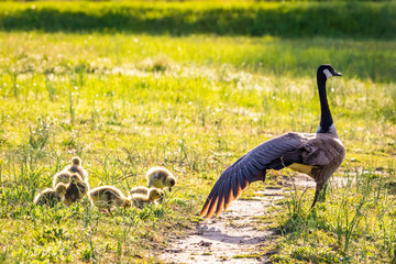 Cute baby canadian gosling birds in the wild at spring