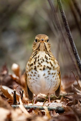 Cute Hermit Thrush bird close up portrait