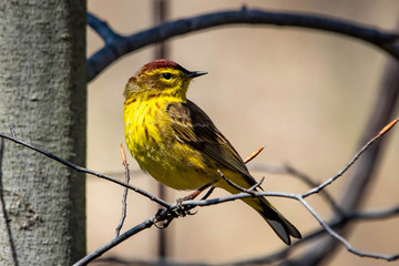Cute palm warbler portrait close up in spring