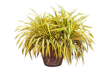 Phormium, Phormium tenax Variegatum or New zeland flax shrub