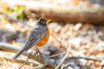 Cute robin bird close up portrait in spring