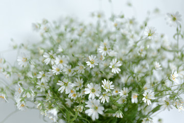 A bouquet of Stellaria flowers. Small white flowers close up on a light background