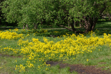 Barbarea vulgaris, herb Barbara, rocket-cress, yellow rocket-cress, winter or yellow. Flowers of winter cress. Yellow flowers of bittercress on a large meadow