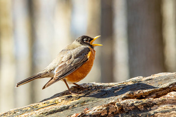 Cute robin bird close up portrait in spring