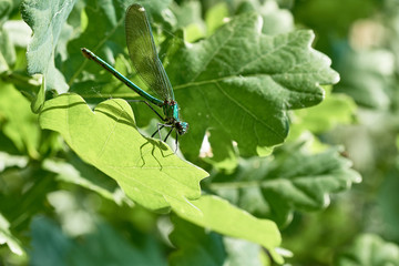 Macro of blue green damselfly (Demoiselle) sitting on sunlit leaf in spring nature 