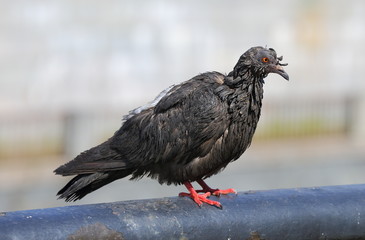 Wet pigeon on the fence