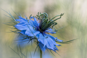 Damaszener Schwarzk&uuml;mmel