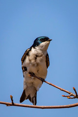Cute tree swallow bird close up portrait in spring