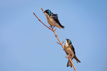 Cute tree swallow birds couple mating close up portrait in spring