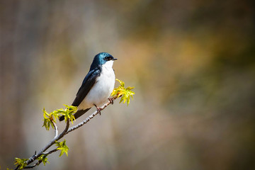 Cute tree swallow bird close up portrait in spring