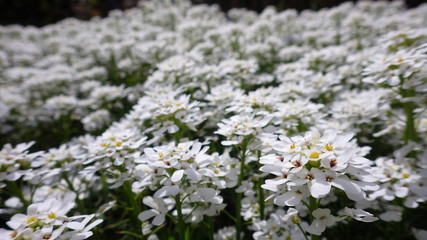 White flowers in full bloom