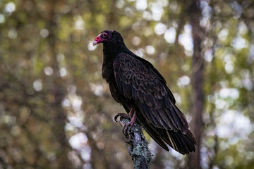 Large turkey vulture portrait close up in summer sun