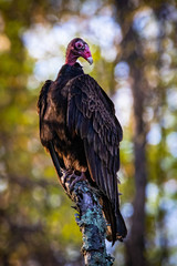 Large turkey vulture portrait close up in summer sun