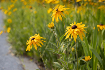 金色风暴全缘叶金光菊，拉丁学名：Rudbeckia fulgida 'Goldsturm'