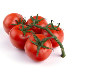 ripe tomatoes on the vine, white insulated background