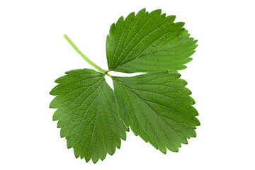 Strawberry leaf closeup