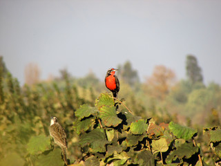 Flora y fauna de Chile: Loica. fotografía de naturaleza.  Animales