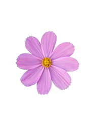 Pink Cosmos Flower or Mexican Aster Flower(Compositae) isolated on white background.