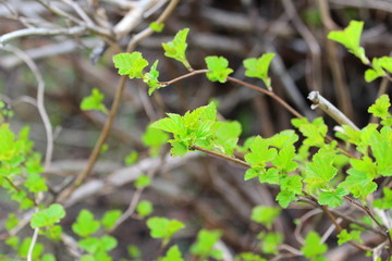 Fashionable shoots of leaves on trees and shrubs. The concept of the beginning of spring, new ideas and beginnings. Stock photo for print and web, wallpaper and background with empty place for text,