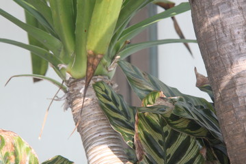 green palm tree